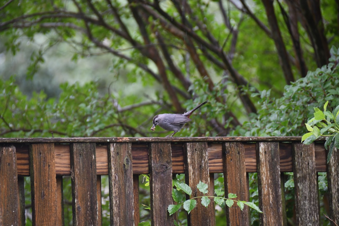 Fence post being reset in concrete in an Edmond backyard